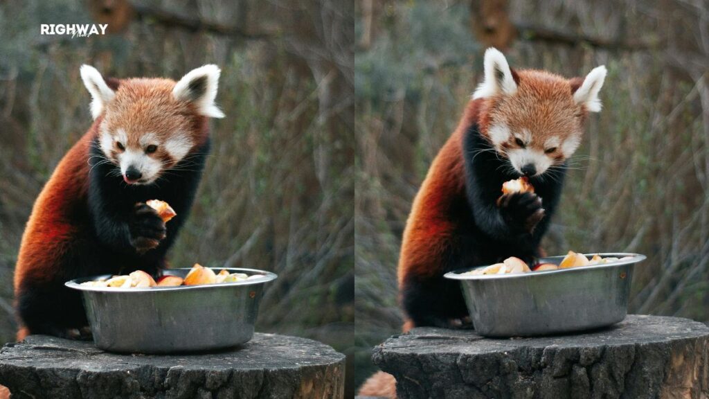 Animals at Wuhan Zoo staying cool during extreme heat