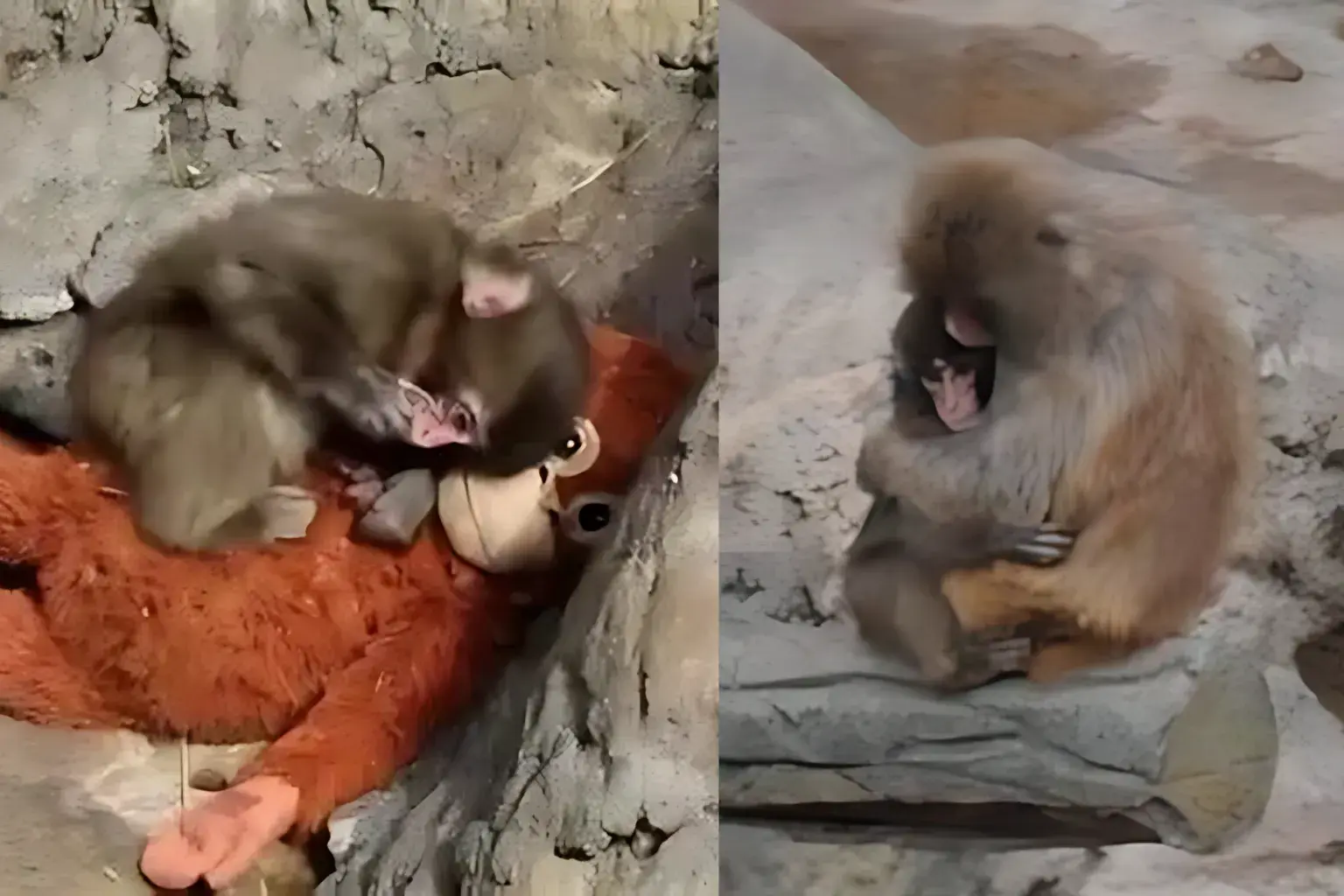 Punch Monkey Unharmed: Zoo Defends Troop Discipline 1 Viral Punch Monkey safe inside zoo enclosure after dragging incident caught on video
