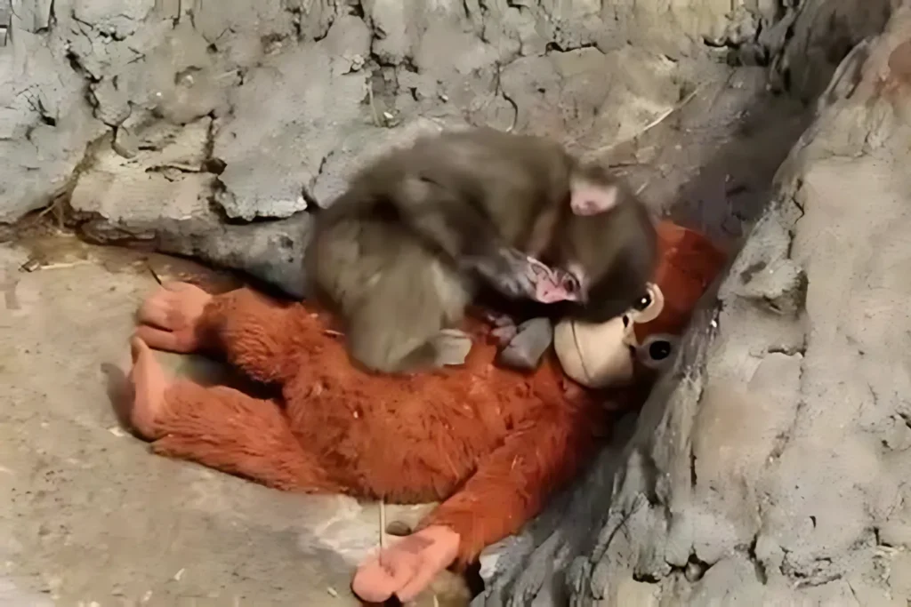 Viral Punch Monkey After Zoo Dragging Incident – Enclosure Scene Viral Punch Monkey inside zoo enclosure with plush toy after dragging incident video